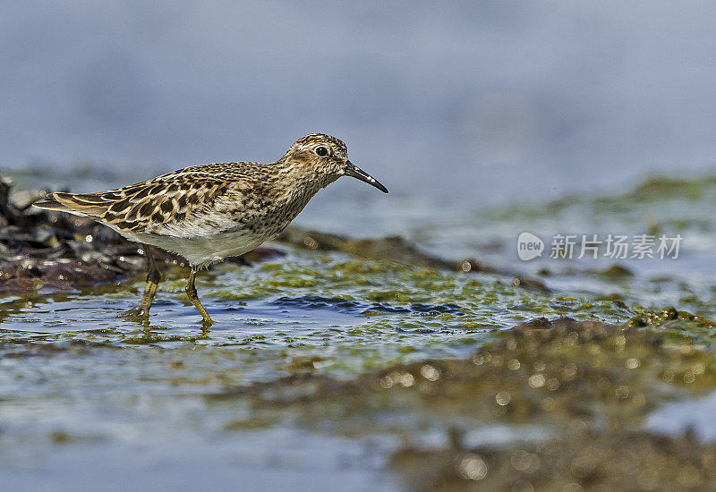 最小鹬(Calidris minutilla)是最小的滨鸟。它在春天迁徙到苔原去繁殖。阿拉斯加威廉王子湾科多瓦附近的哈特尼湾。铜河三角洲。